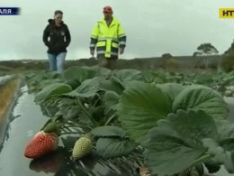 В Австралії заарештували жінку, яку звинувачують у продуктовому тероризмі