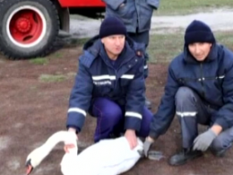 Спецоперацію з порятунку лебедя з перебитим крилом, провели на Полтавщині