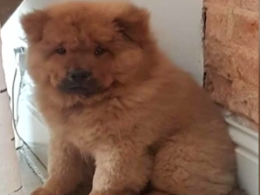 4-месячного щенка Чау Чау арестовали в Великобритании