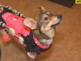 Собака, який пересувається на інвалідному візку, живе в Полтаві