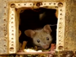 Британский фотограф создал сказочную деревню для мышат