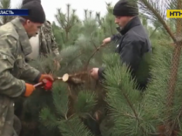 Одесские лесники начинают первые предновогодние вырубки сосен