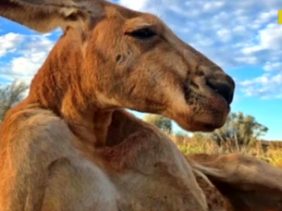 В Австралії помер найвідоміший у світі кенгуру
