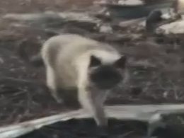 Кошка целый месяц ждала хозяев возле сгоревшего дома в Калифорнии