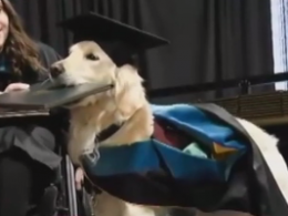 Американский пес получил диплом о высшем образовании