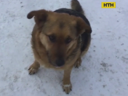 Неизвестные травят бездомных собак в Чернигове