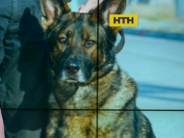 Кинологи Донецкой области поделились секретами дрессировки собак