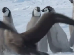 Науковці опублікували відео, на якому зграя пінгвінят відбила атаку буревісника