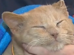 В Киевской области нашелся пропавший котик, которого семья искала целый год