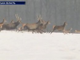 У Карпатах дикі звірі йдуть до людей по їжу