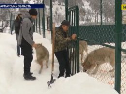 Сотни людей едут в Закарпатье к уникальной Долине волков