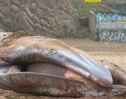 Мертвого кита викинуло на Атлантичне узбережжя Іспанії