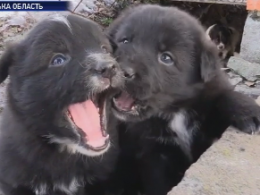 В Винницкой области спасли шестерых щенков, которых выбросили в выгребную яму