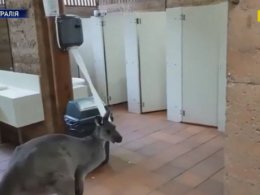 В Австралии кенгуру мешал мужчине попасть в туалет
