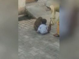 Обезьяна похитила двухлетнего ребенка в Индии