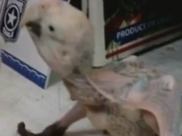 Партію папуг, яких хотіли нелеґально продати, вилучили в Чилі