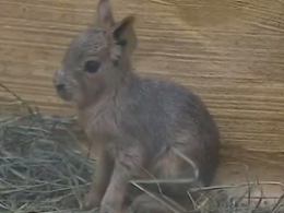 Аргентинском зайцу, который родился в зоопарке в Киевской области, выбирают имя