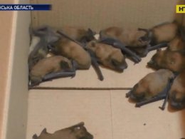 Майже сотню кажанів врятували від смерті на Волині