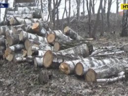 В Тернополе уничтожают парк Национального Возрождения