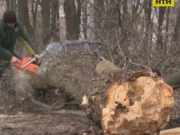 У Вінниці на одинадцятирічну дівчинку впало дерево