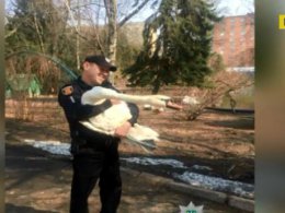 В Полтаве полицейский спас от смерти травмированного лебедя