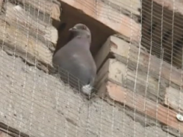 Жители Бердянска спасаются от голубей