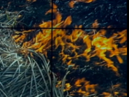 На Львовщине из-за сжигания сухой травы загорелись гаражи и хозяйственные постройки