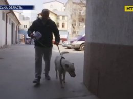 Собака, якого начебто втопив шкільний працівник на очах у дітей на Львівщині, знайшовся