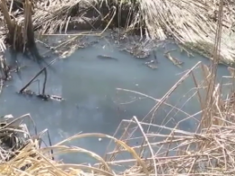 Екологічне лихо на Житомирщині: у річці Хомора масово загинула риба