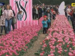 На Волыни расцвели тысячи настоящих тюльпанов