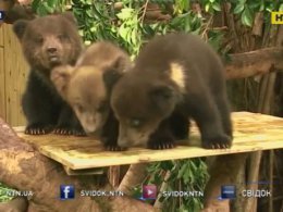 В китайском зоопарке посетителям впервые показали детенышей бурых медведей