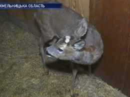 Травмовану козулю врятували на Вінниччині