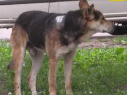 Оскаженілий пенсіонер хотів зарубати безпритульного собаку у Кривому Розі