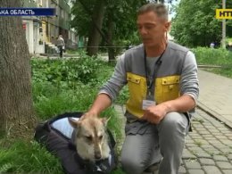 На Львовщине волонтеры спасают жизнь собаке Майи