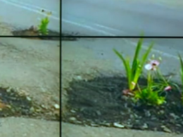 Луцькі активісти залатали ями на проїзній частині квітами