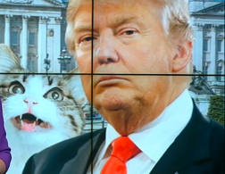 Кіт Ларрі з резиденції британського прем'єр-міністра заблокував лімузин Дональда Трампа