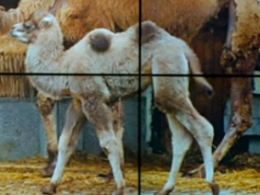 У Вінницькому зоопарку народився малюк верблюда