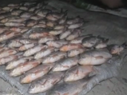 С начала нерестового запрета браконьеры выловили свыше 4 тонн рыбы в Черкасской области