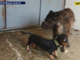 В Кривом Роге женщина морит голодом и пытает десятки собак в собственном дворе
