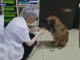 У Туреччині бродячий пес сам прийшов в аптеку просити допомоги