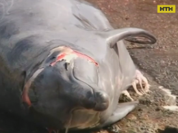 С 1 июля в Японии разрешат убивать китов