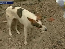 На Киевщине школьники увидели, как взрослые с особой жестокостью издевались над бездомным псом