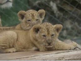 Пара редких львят берберийской породы родились в чешском зоопарке
