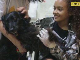 В Бразилии берут на работу собак, которые учат детей не бояться врачей и уколов