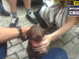 Во Львове правоохранители спасли щенка из закрытого автомобиля