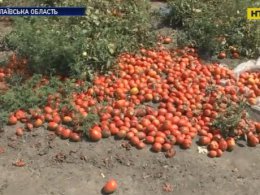 На Миколаївщині сварка через гнилі помідори закінчилася вбивством