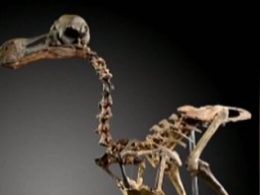 Окаменелые останки самого большого попугая в истории нашли в Новой Зеландии