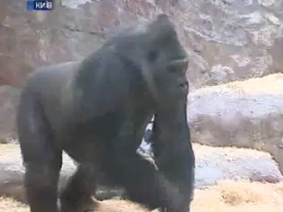 У столичному зоопарку святкують 45-річчя горили Тоні