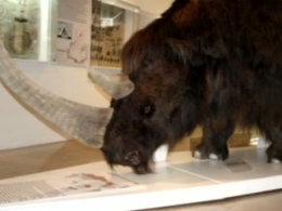 На Вінниччині знайшли закам'янілі рештки вимерлого носорога