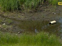 У Київських озерах гине риба та птахи, які пили воду